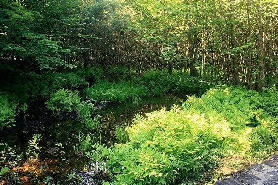 Lauriault Trail & Waterfall