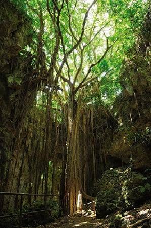 Ancient Banyan Trees