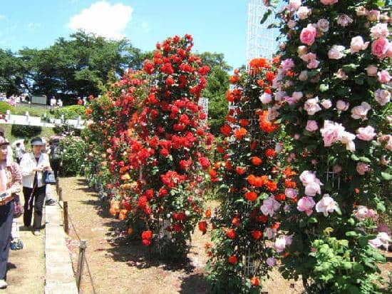 Scenic Rose-Lined Walkway