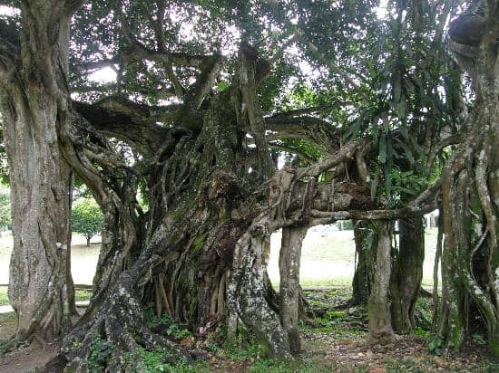 Picnic Spots