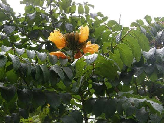 Diverse Flora