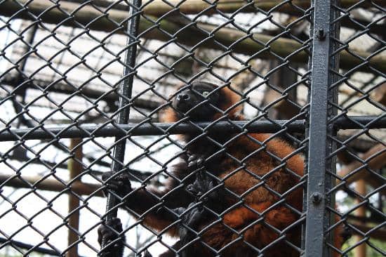 Tanuki (Raccoon Dogs)