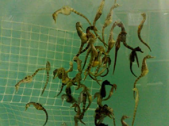 Breeding & Conservation Insights