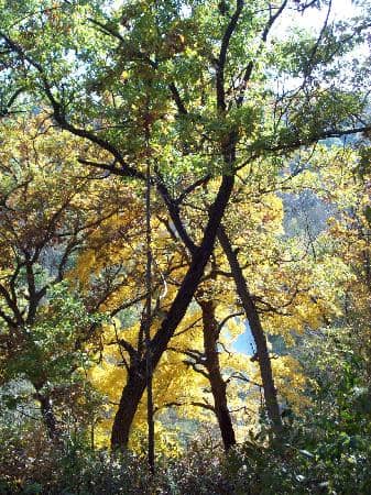 Horseshoe Bluff Trail