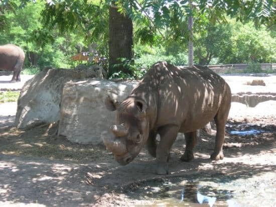 Baby Elephants
