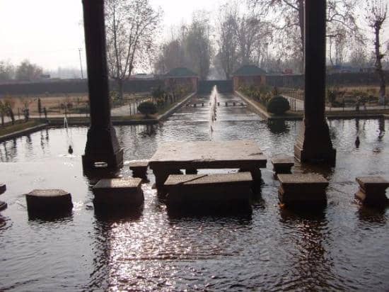 Chinar Trees