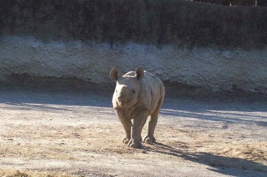 Playful Hippos