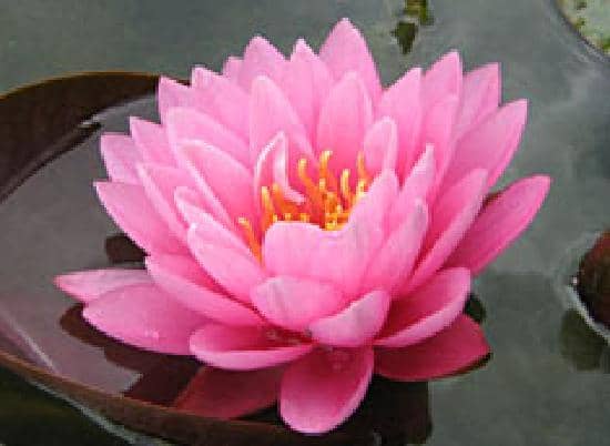 Tranquil Ponds and Lakes