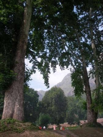 Chinar Trees