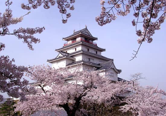 Cherry Blossom Spectacle