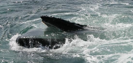 Dolphin and Porpoise Encounters