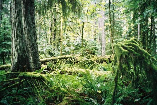 Sunlight Filtering Through Canopy