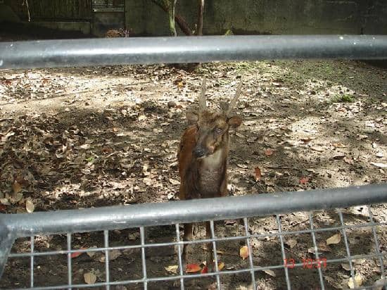 Conservation Efforts Showcase