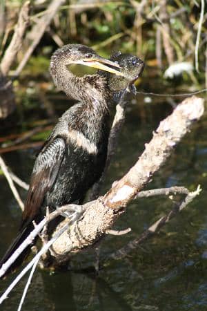Gumbo Limbo Trail