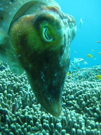 Crystal Clear Waters