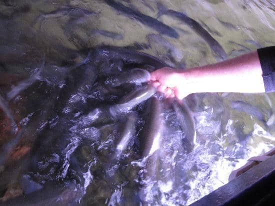 Local Marine Life Displays