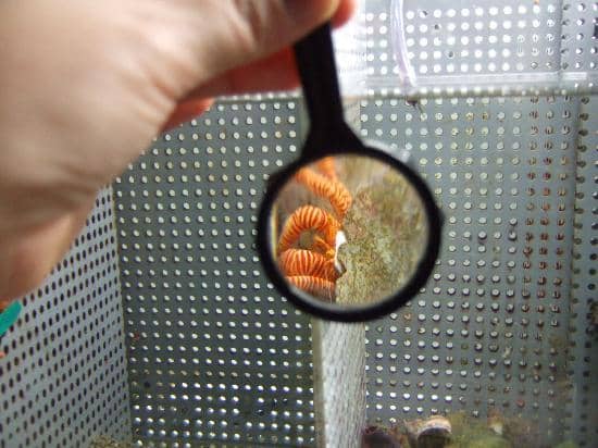 The Grand Entrance Aquarium