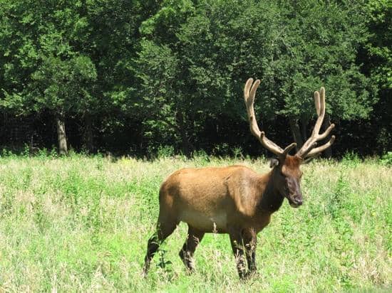 The Drive-Thru Safari