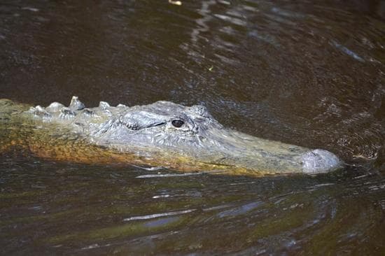 Big Gator