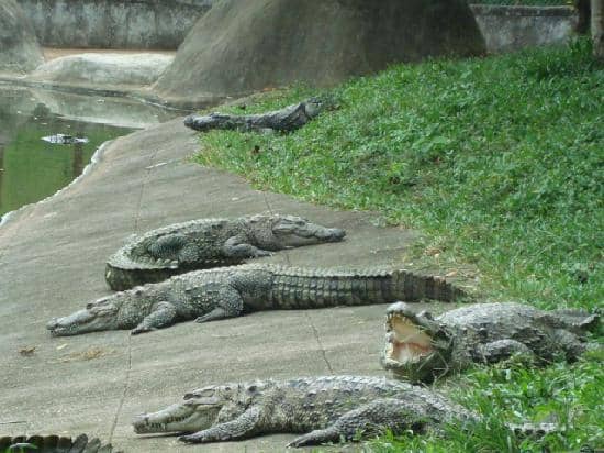 Crocodile Park
