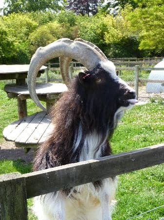 Extensive Play Areas