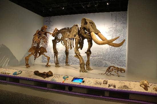 Art and Anthropology Collections