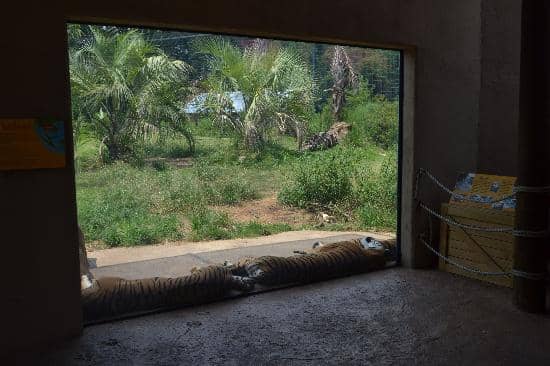 Majestic Giraffes