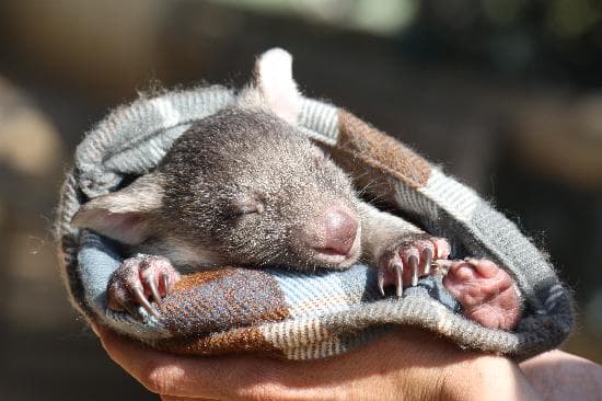 Mavis - one of our orphaned wombats
