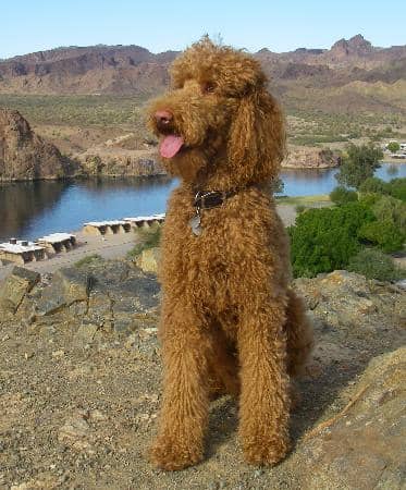 Dog-Friendly Fun