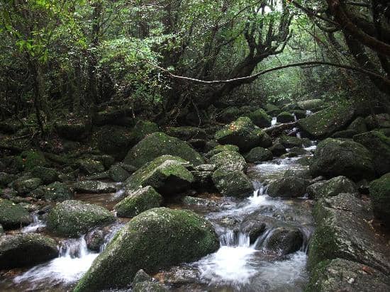 The Moss Forest