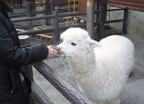 Dinosaur Park Adjacent