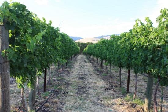 vineyard