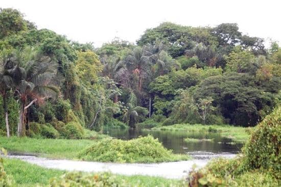 Amazonian Nature Views