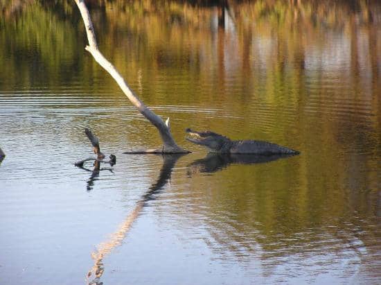 Alligator Sightings