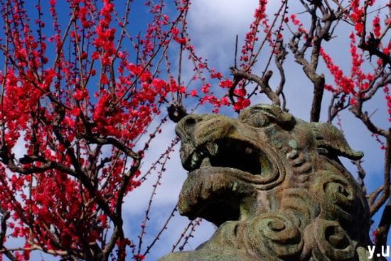 日本一の狛犬。