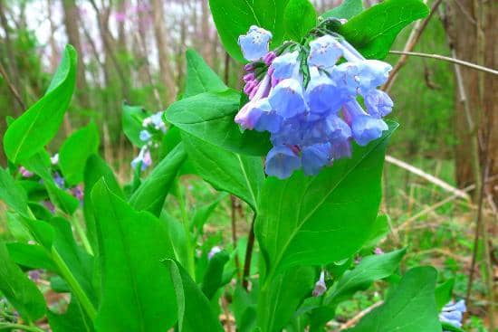 Springfield Lake Views