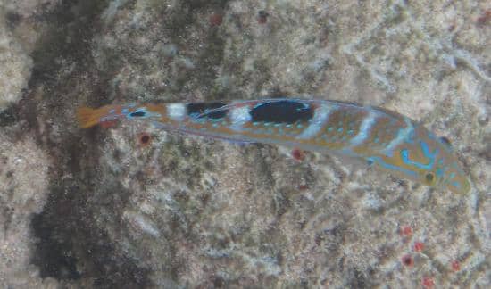 Abundant Marine Life Encounters