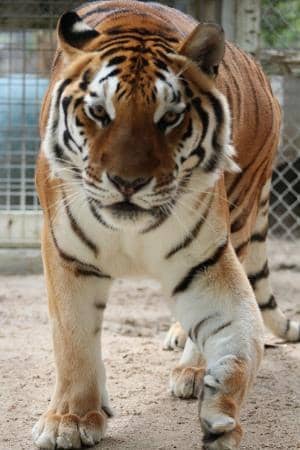 Meet Rescued Exotic Animals