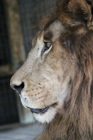 Animal Enrichment Activities
