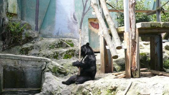 Majestic Lions and Tigers