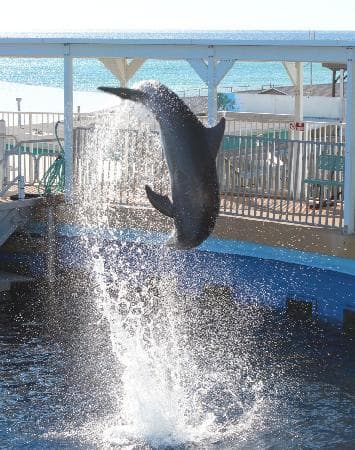 Dolphin Show