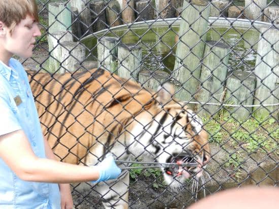 Exotic Animal Encounters