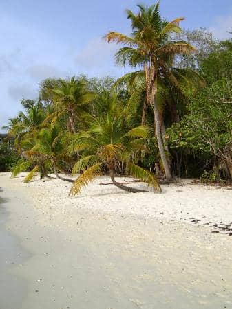 Vibrant Coral Reefs
