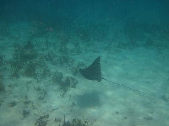 Waterlemon Bay Shoreline