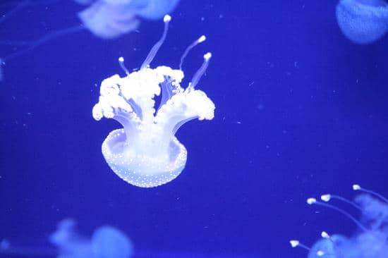 Amazonian Encounters