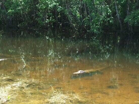 Wildlife Encounters