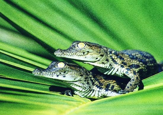 The Humongous Crocodile