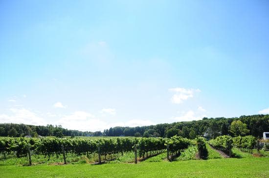 Located on the Beamsville Bench