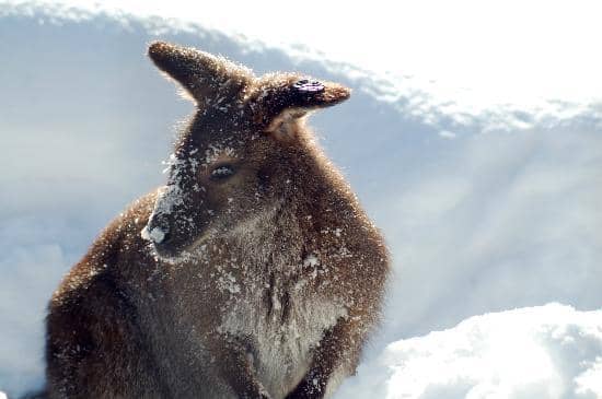 Penguin & Polar Bear Exhibits