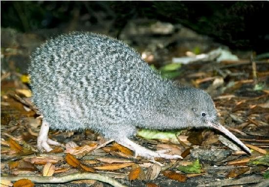Kiwi on Kapiti Island